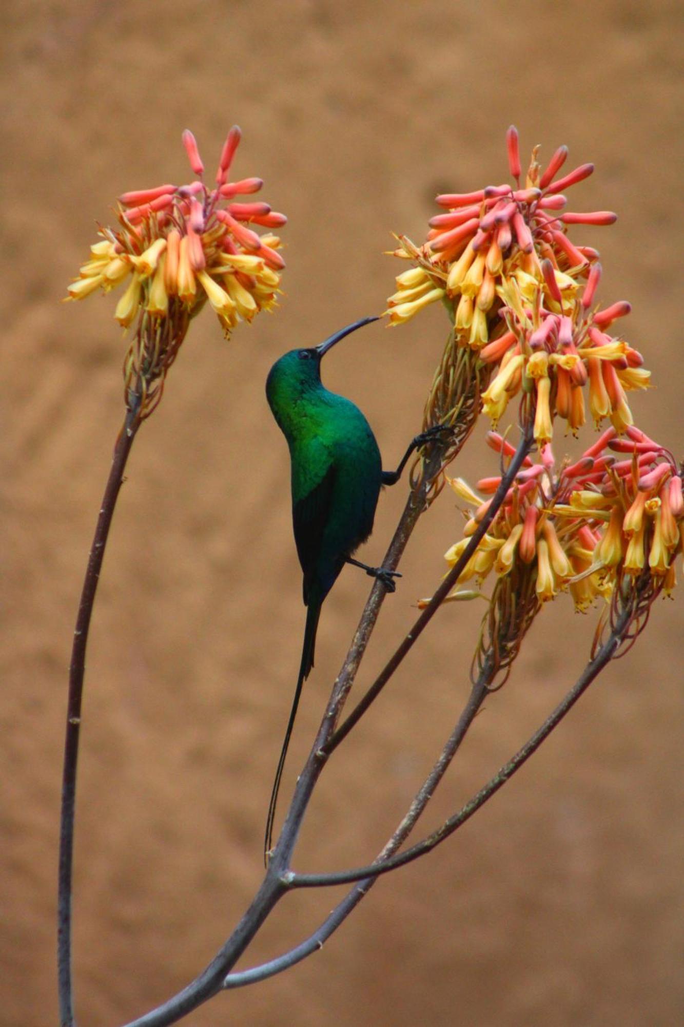 Bosch Luys Kloof Nature Reserve Ladismith Eksteriør billede