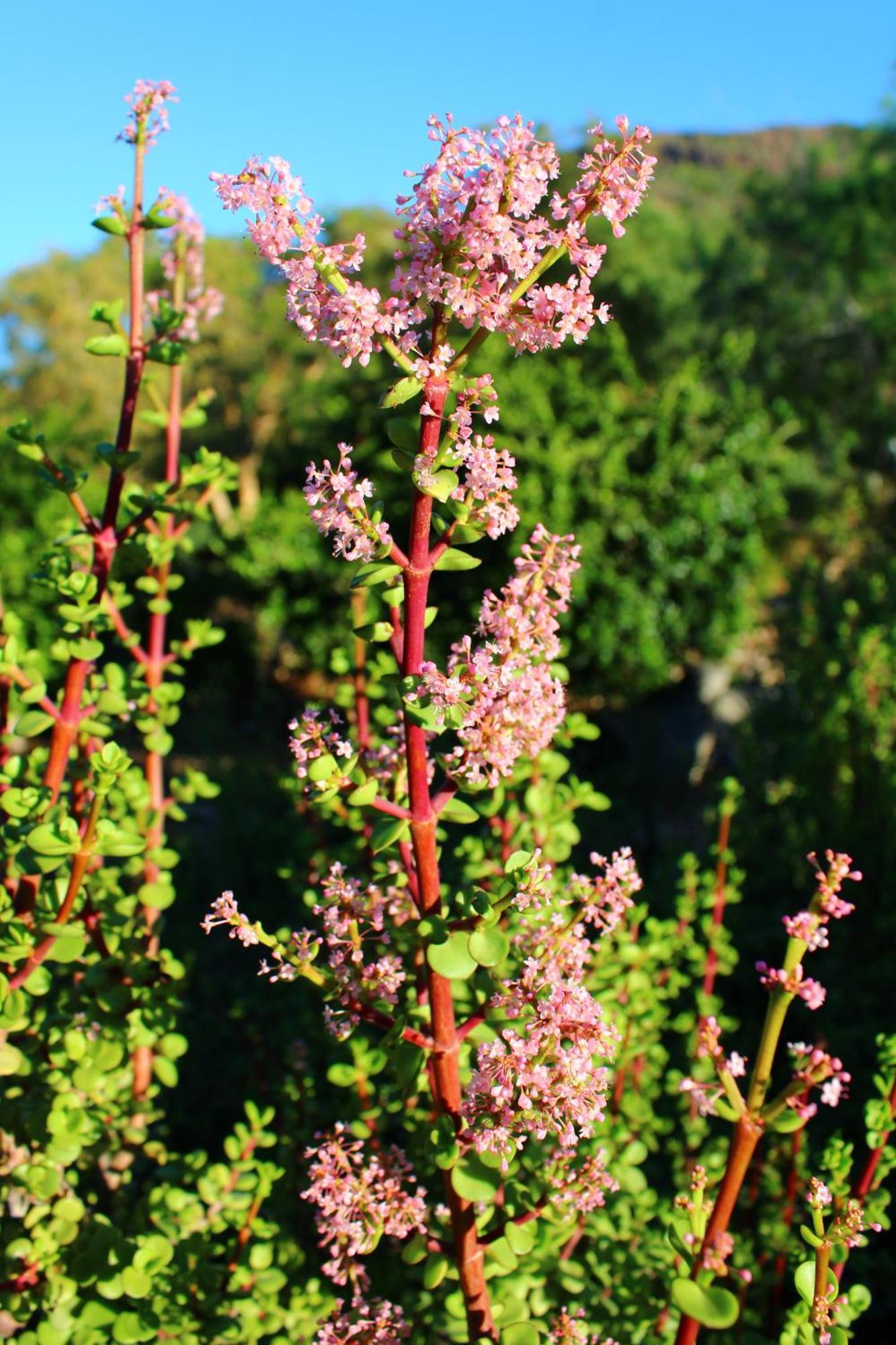 Bosch Luys Kloof Nature Reserve Ladismith Eksteriør billede