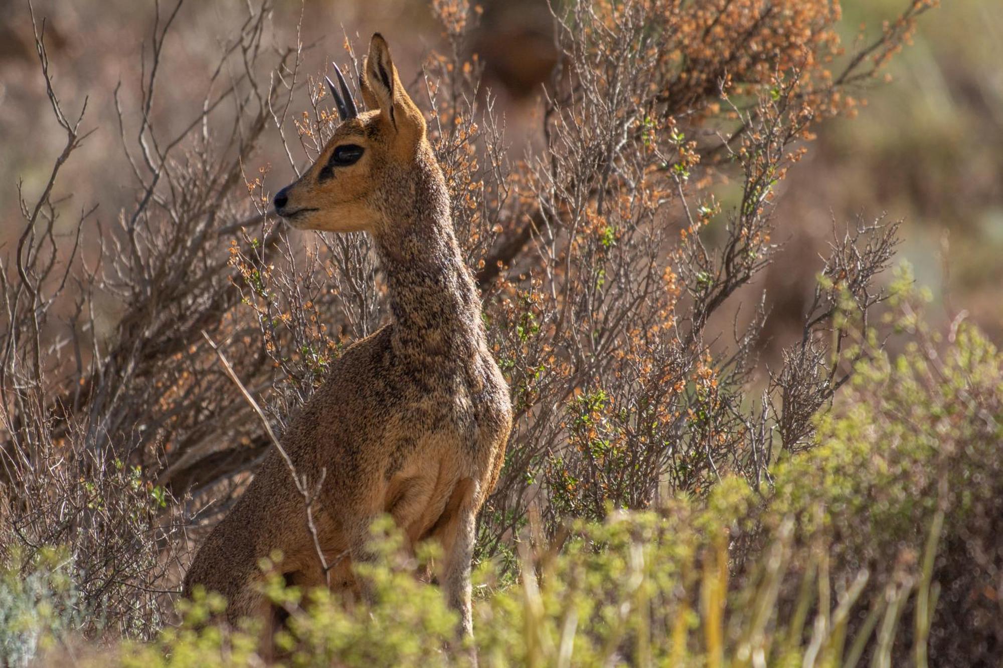 Bosch Luys Kloof Nature Reserve Ladismith Eksteriør billede