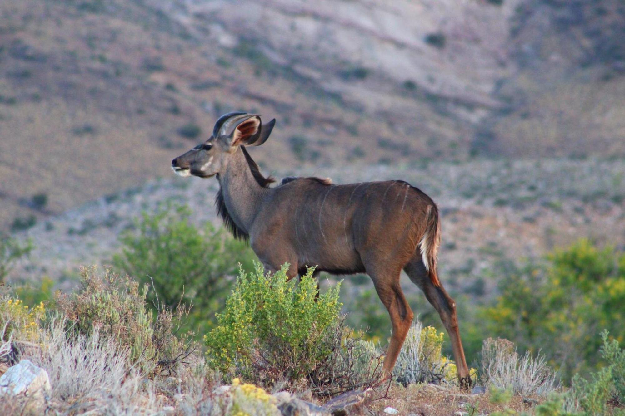 Bosch Luys Kloof Nature Reserve Ladismith Eksteriør billede