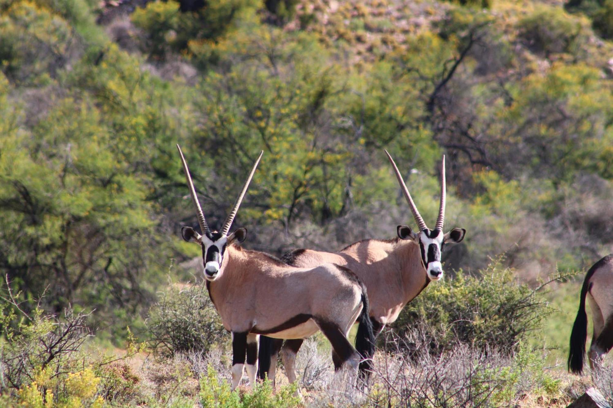 Bosch Luys Kloof Nature Reserve Ladismith Eksteriør billede