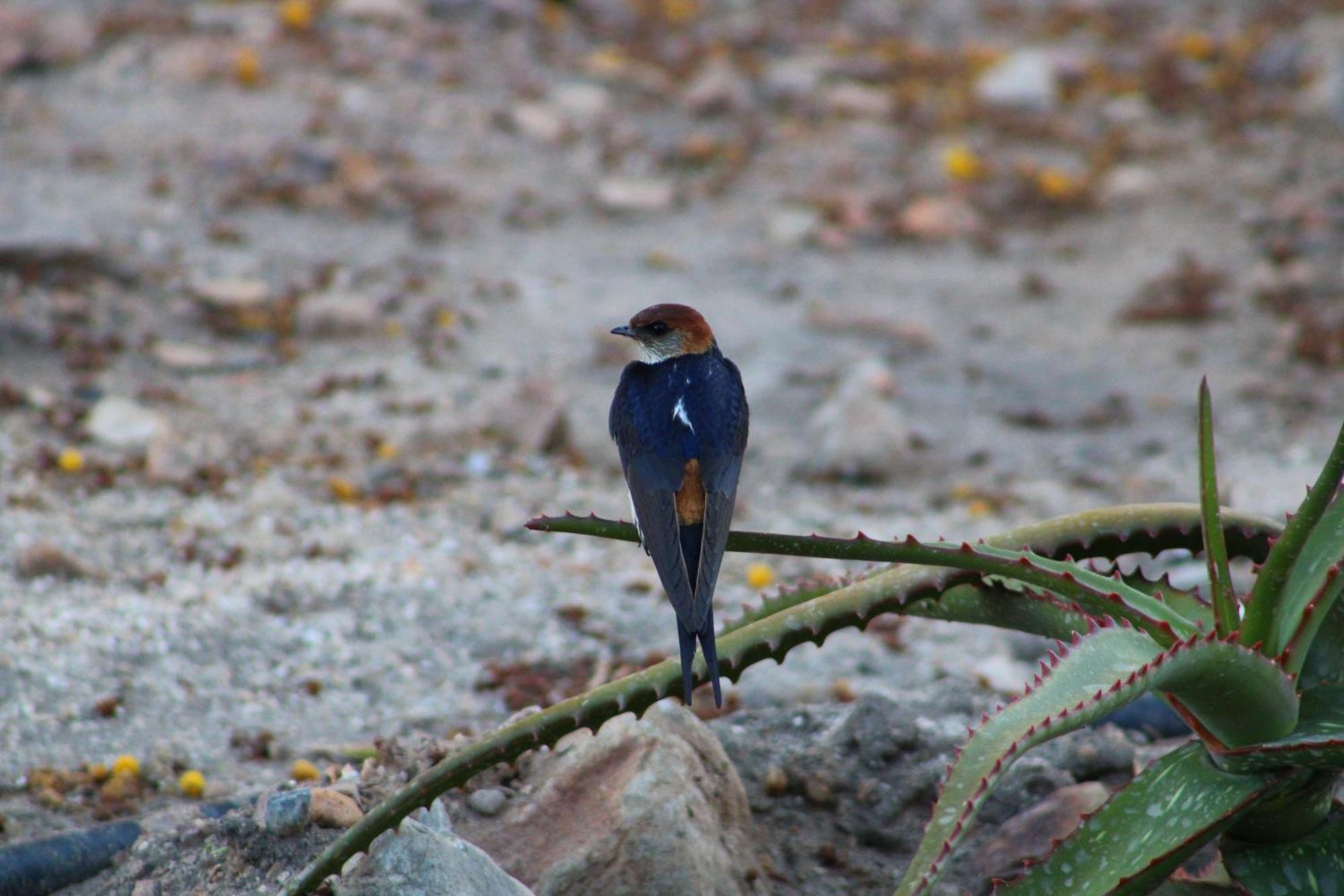 Bosch Luys Kloof Nature Reserve Ladismith Eksteriør billede