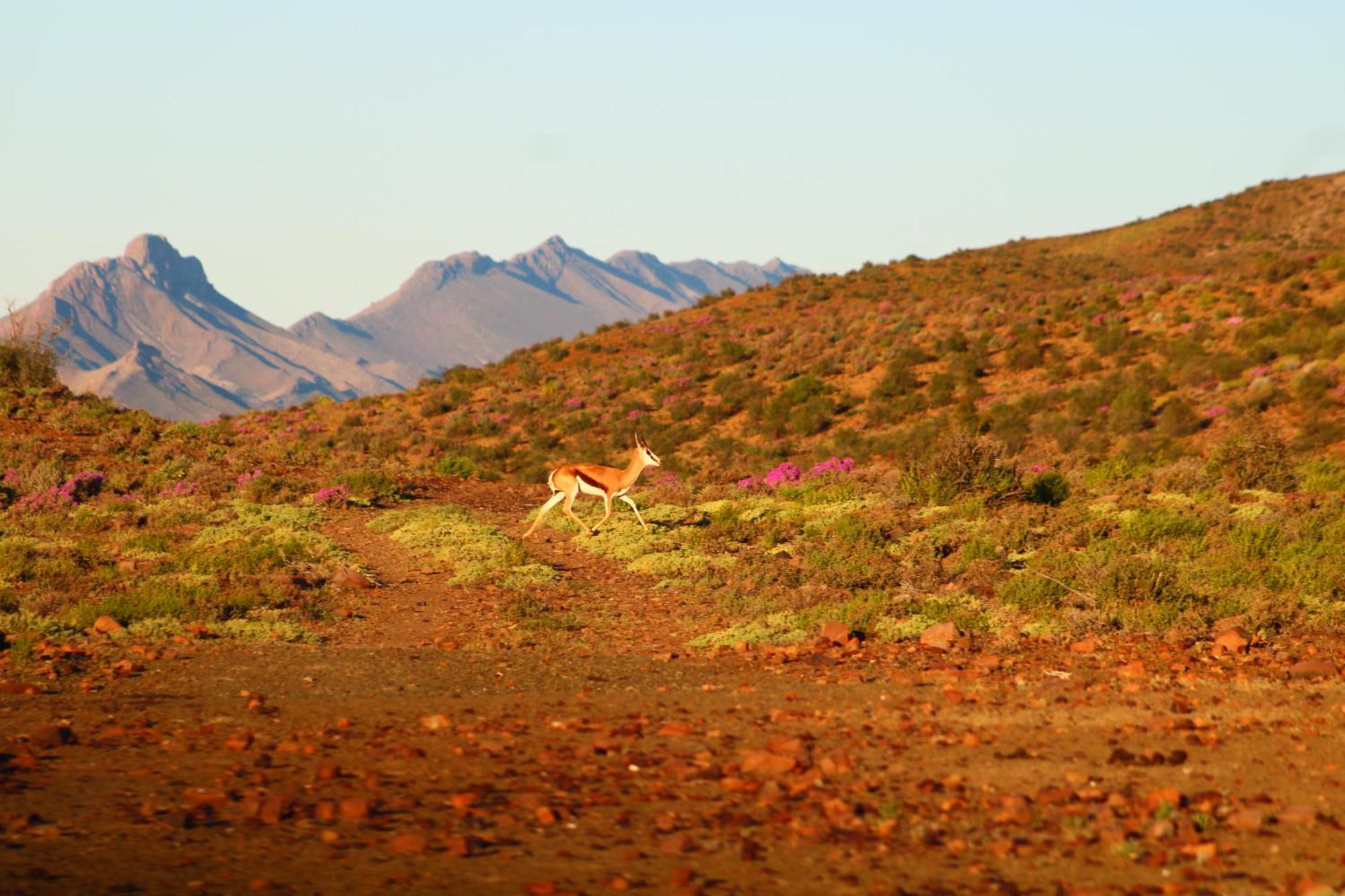 Bosch Luys Kloof Nature Reserve Ladismith Eksteriør billede